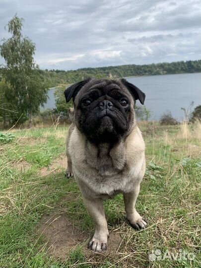 Мопс вязка мальчик