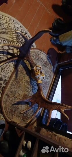 Лосиные рога