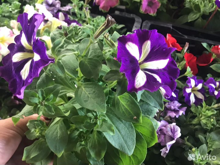 Ампельная вегетативная петунья и вербена