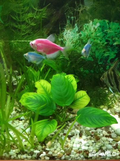 Анубиас, яванский мох, папоротник, криптокорина