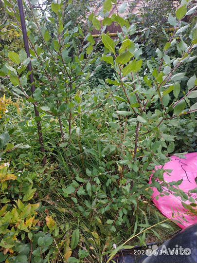 Саженцы вишни, сливы и малины