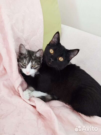 Котята ищут дом