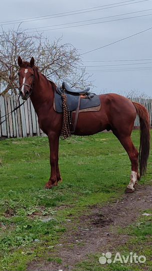 Продам лошадей