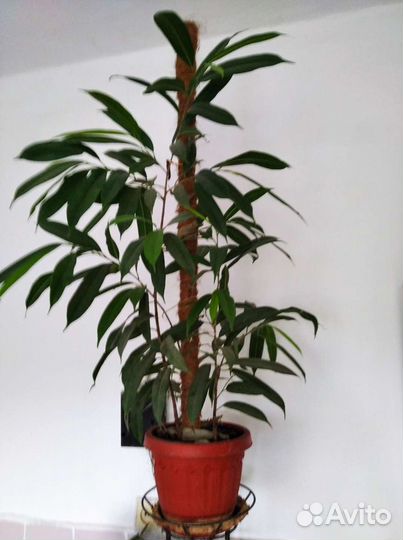 Фикус Биннедика Али