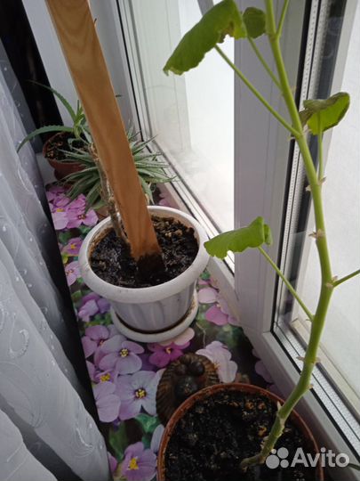 Продам цветы комнатные