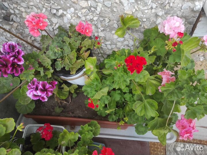 Пеларгония герань