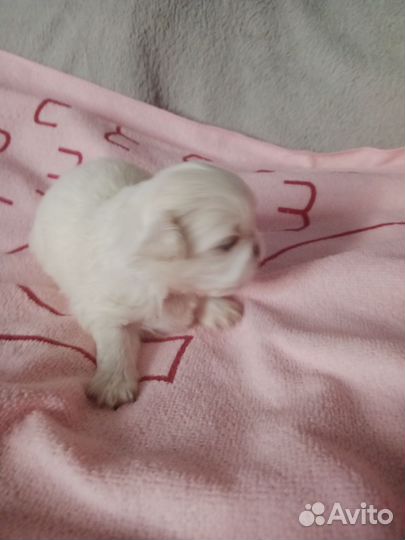 Щенки Пекинеса