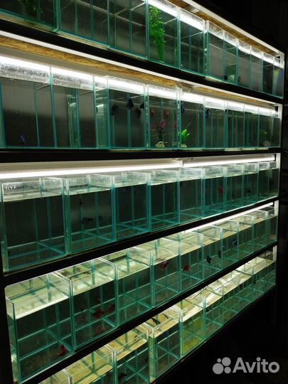 Змееголов Блехера - Радужный