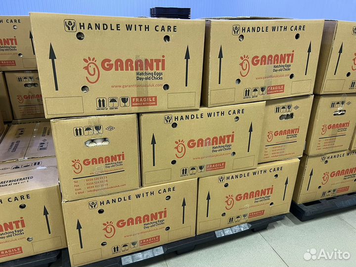 Инкубационное яйцо Бройлер, Несушка, Индейка