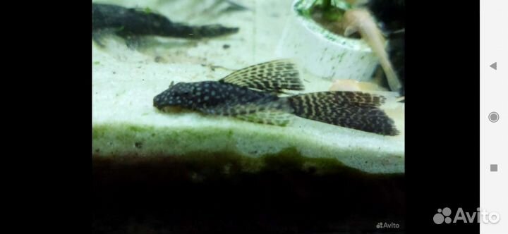 Анцитрус вуалевый и обычный малек, коридорас