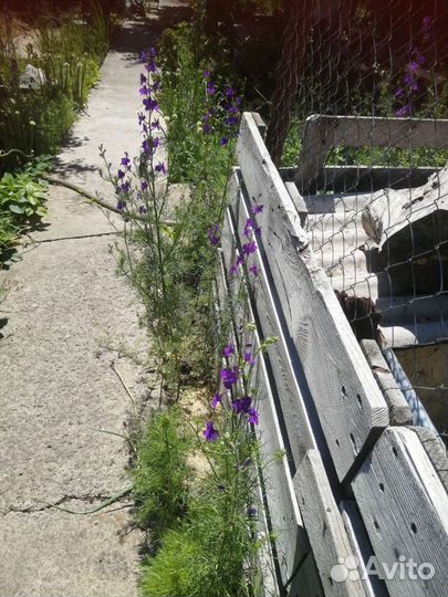 Колокольчик цветы