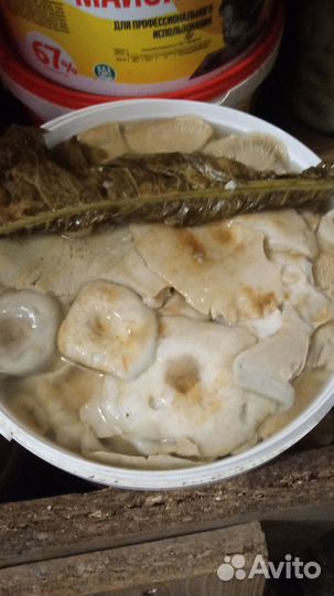 Грибы соленые