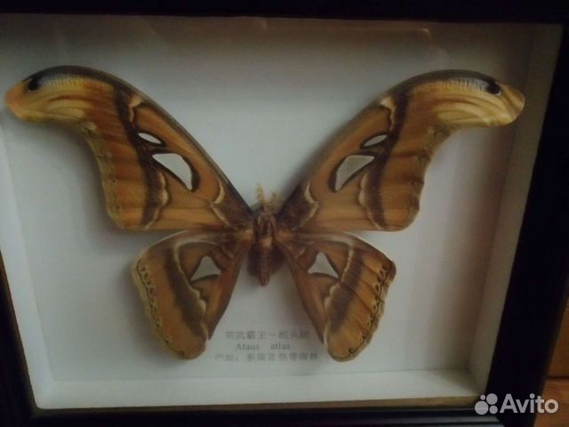 Бабочка Ataus atlas в рамке