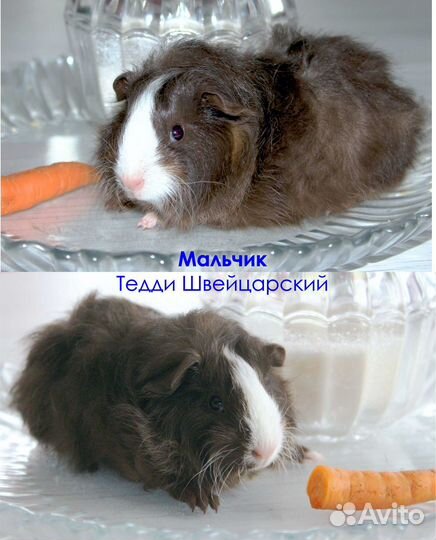 Тедди Шв. пушистики)