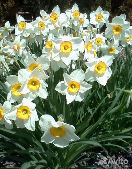 Луковицы нарциссов
