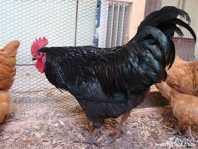 Молодые петухи