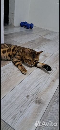 Кот бенгальский