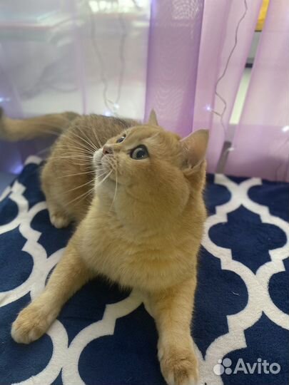 Кот bri ny11 на вязку