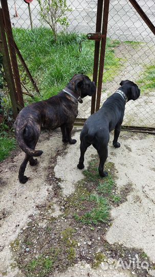 Кане Корсо щенки