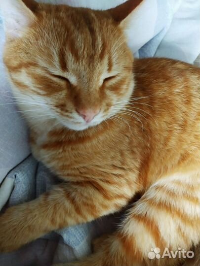 Рыжий котенок мальчик