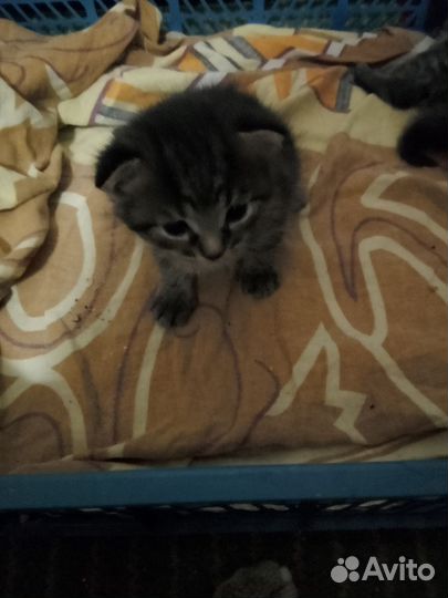 Кошка в дар бесплатно