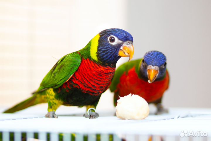 Лорикет птенец выкормыш