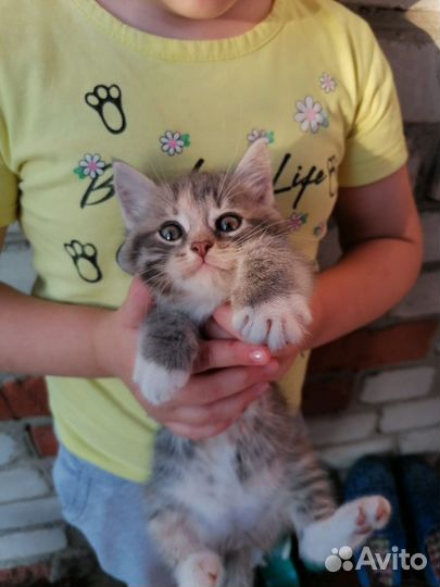 Котёнок в добрые руки