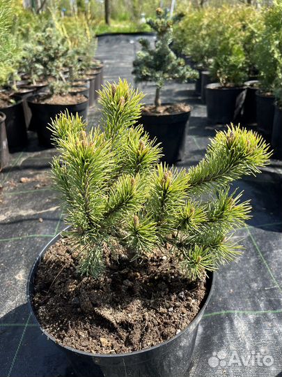 Хвойные растения