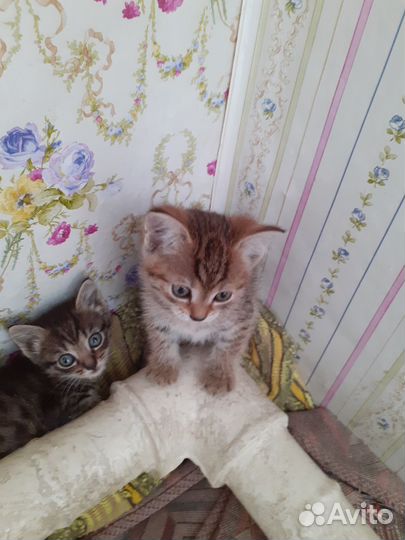 Кошка в дар бесплатно