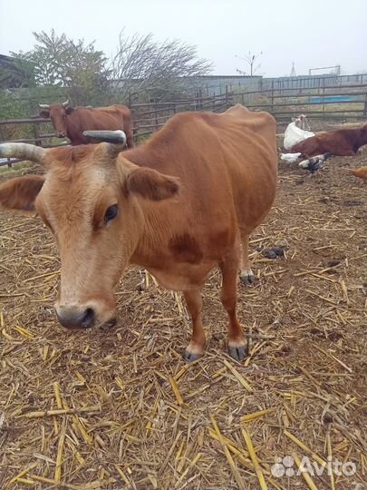 Джерсейская корова