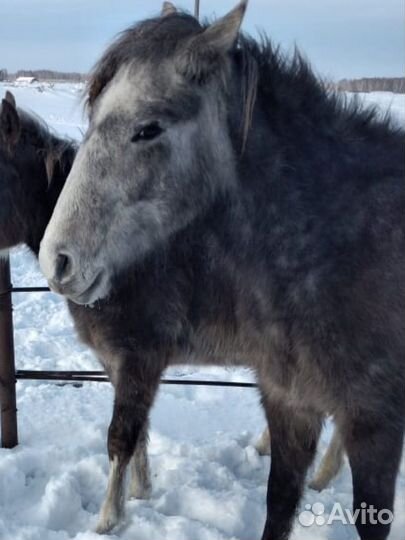 Продам лошадь