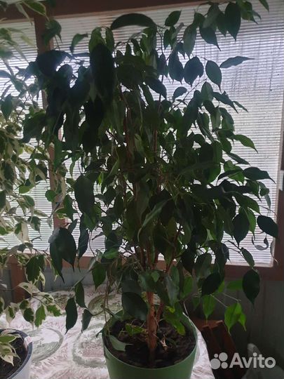 Фикус бенджамина пестролистный