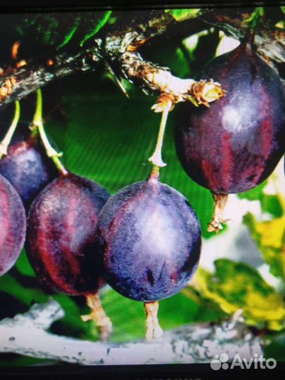 Черная малина Кумберленд