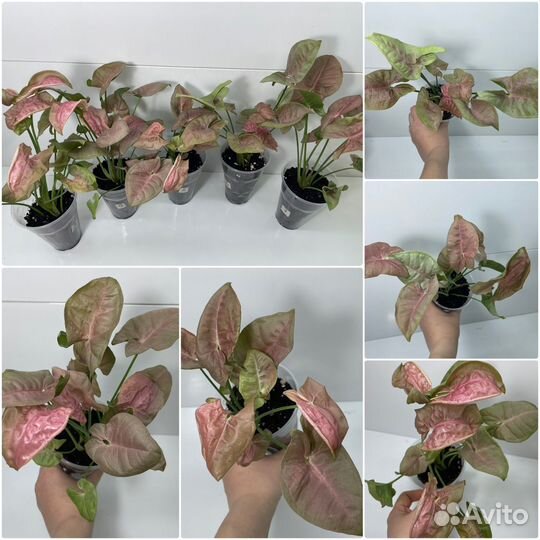 Сингониум ред харт