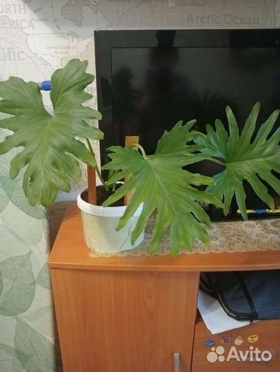 Филодендрон(не вьётся)