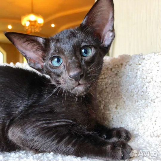 Ориентальные прекрасные