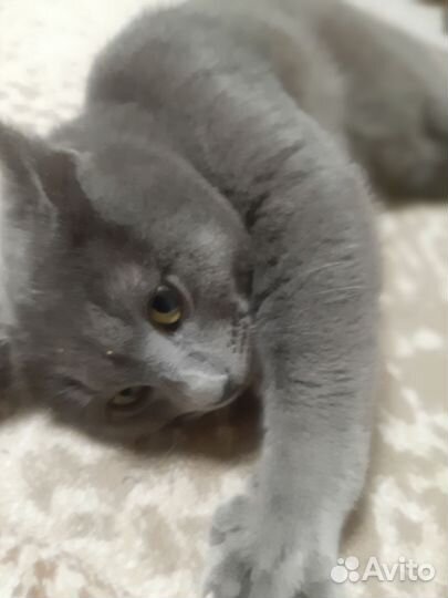 Отдаю кота в добрые руки, очень ласковый