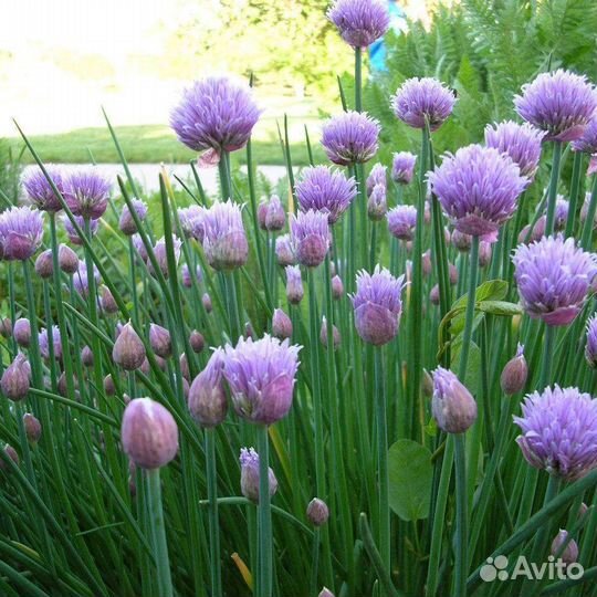 Цветы для сада