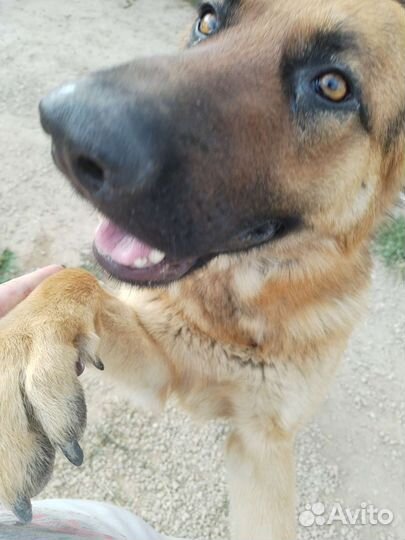 Немецкая овчарка вязка