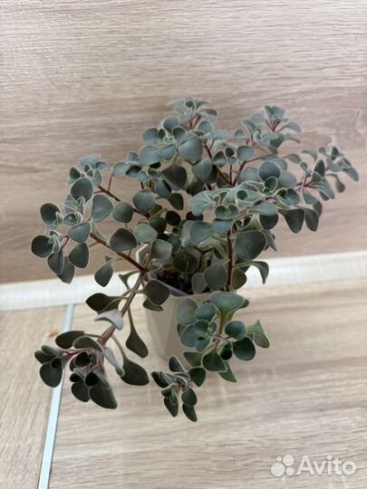 Аихризон (дерево любви)