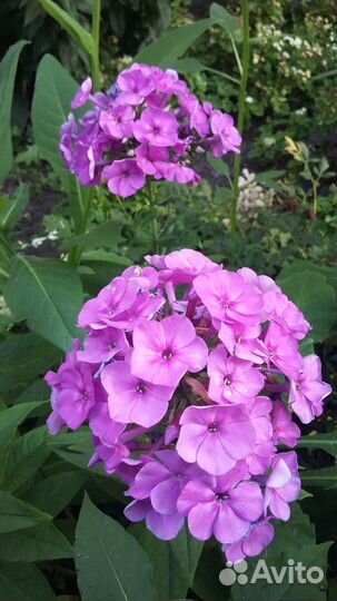 Многолетние садовые растения