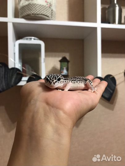 Передержка