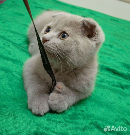 Британский котёнок