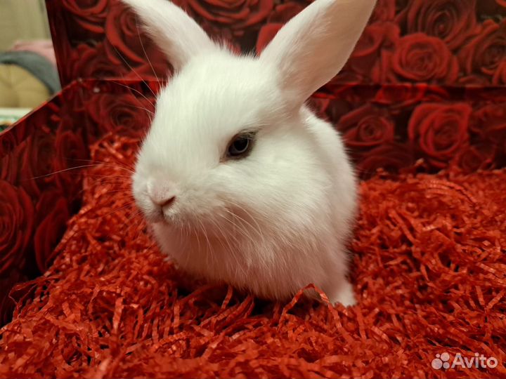 Декоративные кролики