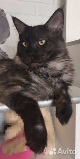 Вязка с котом мейн-куном