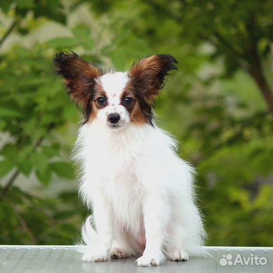 Предлагаются к продаже щенки папийона