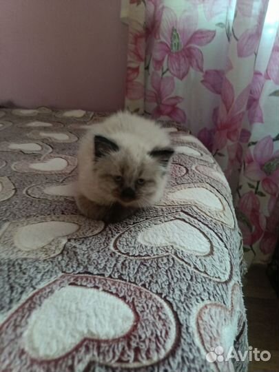 Сиамская кошечка