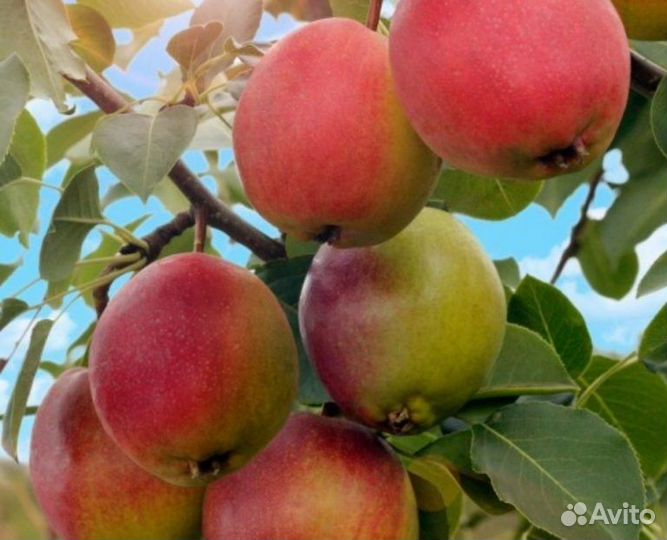 Саженцы груши