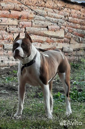 Питбуль Кубинской линии