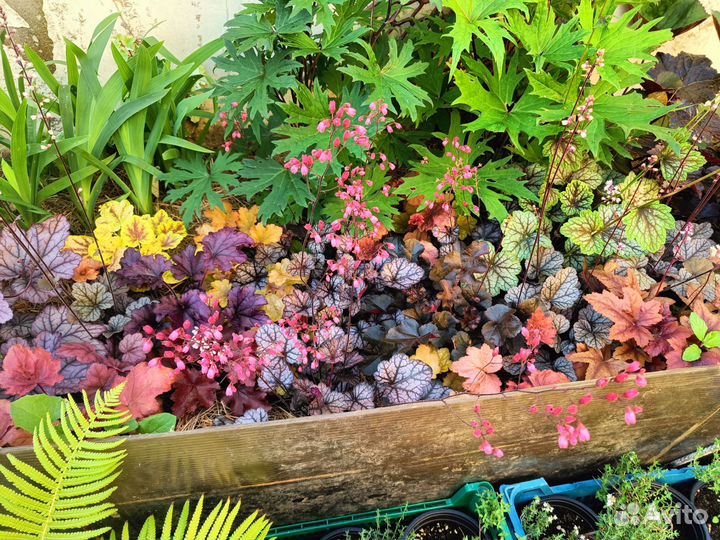 Многолетние цветы